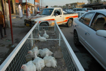 Retrieved photo.  Where one goes to buy chicken.