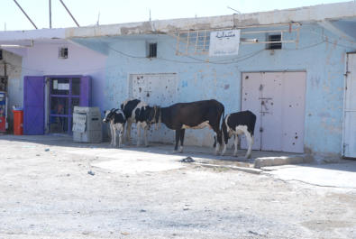 Unique street scene in Dholoyia